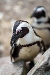 zbliżenie, mały czarno biały pingwin, wybieg w zoo © Arkadiusz