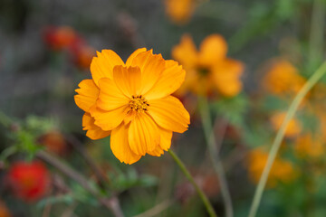 Sulphur cosmos (cosmos sulphereus) flower