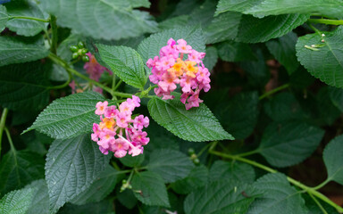 Jardin Rosas Flor Plantas