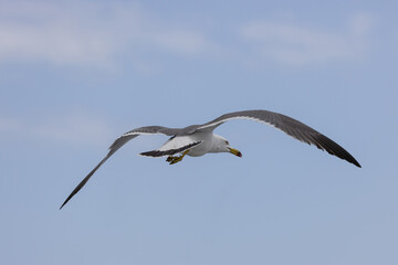 飛翔するウミネコ