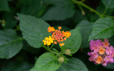 Jardin Rosas Flor Plantas