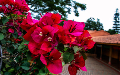 Fototapeta na wymiar Jardin Rosas Flor Plantas