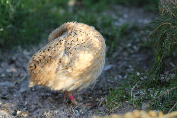 laying quails in species-appropriate husbandry take a sand bath for feather care