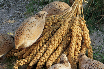 laying quails in species-appropriate husbandry take a sand bath for feather care