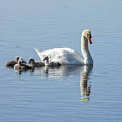 Un cygne et ses bébés canetons au printemps