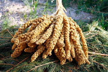 laying quails in species-appropriate husbandry take a sand bath for feather care