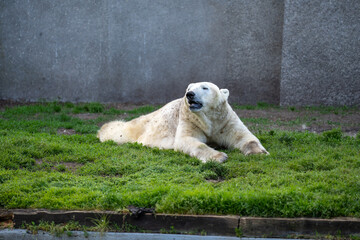 leżący, zmęczony, brudny, biały niedźwiedź polarny na trawie na wybiegu w zoo