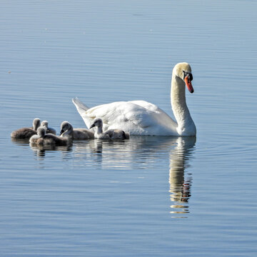 Un cygne et ses b&eacute;b&eacute;s canetons au printemps