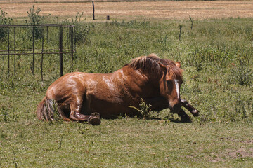 caballo gateado marrón revolcándose en el pastizal en el campo