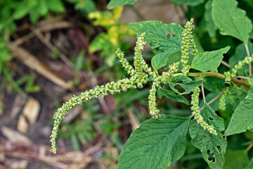 Green amaranth flowers detail (Amaranthus hybridus), edible weed