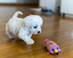 Adorable Maltese puppy playing with a toy