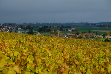 Fototapeta na wymiar The vineyards in autumn above Rolle. Switzerland.