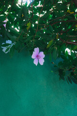 christmas tree and flowers