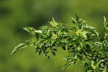 A branch of Elder flowers.
