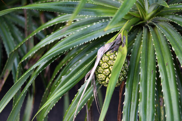 Closeup shot of a green pineapple growing on a plant - Powered by Adobe