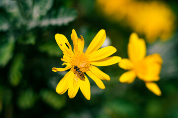 Bee on the yellow flower