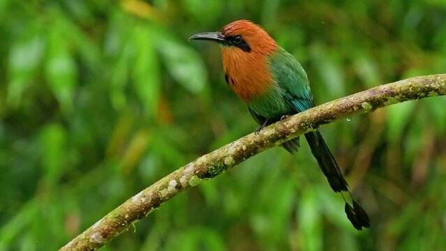 Broad-billed Motmot - Electron platyrhynchum found in Bolivia, Brazil, Colombia, Costa Rica, Ecuador, Honduras, Nicaragua, Panama, Peru. Natural habitats are moist lowland forest. Bird on the branch.