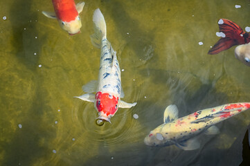 Photo of a n orange, black and white koi fish seemingly blowing a bubble with other fish at the Earl Warren CSULB Japanese Garden in Long Beach.