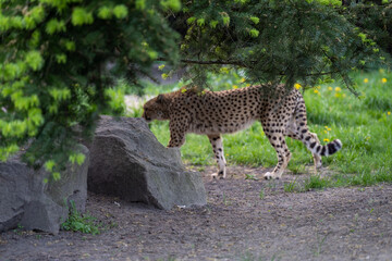 zbliżenie, spacerujący Gepard na wybiegu w zoo, w tle trawa i kwitnące żółte kwiaty mlecza, mlecz © Arkadiusz