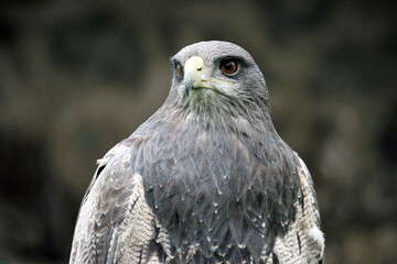 portrait of an eagle
