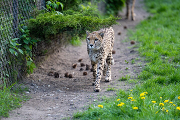 zbliżenie, spacerujący Gepard na wybiegu w zoo, w tle trawa i kwitnące żółte kwiaty mlecza, mlecz © Arkadiusz