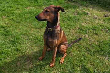 Female Belgian Malinois cross doberman pinscher 11 month old 
