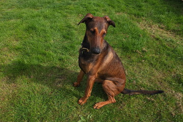 Female Belgian Malinois cross doberman pinscher 11 month old 