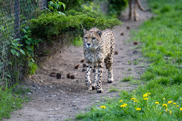 zbliżenie, spacerujący Gepard na wybiegu w zoo, w tle trawa i kwitnące żółte kwiaty mlecza, mlecz