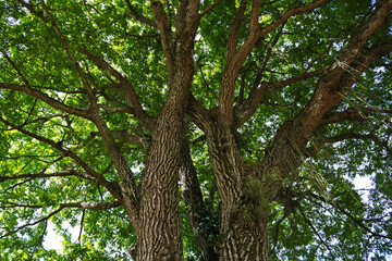 Yellow mombin or hog plum (Spondias mombin) tree trunk and branches
