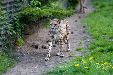 zbliżenie, spacerujący Gepard na wybiegu w zoo, w tle trawa i kwitnące żółte kwiaty mlecza, mlecz © Arkadiusz