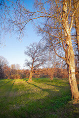 Landscape with bare trees and green grass, park or forest under blue sky