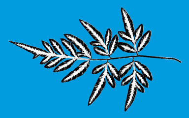 Fern leaf illustration in black and white on blue background