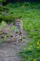 zbliżenie, spacerujący Gepard na wybiegu w zoo, w tle trawa i kwitnące żółte kwiaty mlecza, mlecz © Arkadiusz