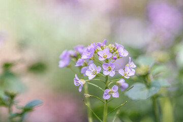 cuckoo flower or cardamine pratensis purple wildflower