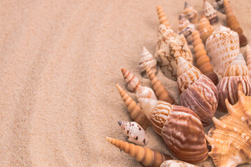 beautiful beige seashells on the sand, background for travel advertising, lettering, text, banner