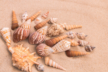 Fototapeta na wymiar beautiful beige seashells on the sand, background for travel advertising, lettering, text, banner