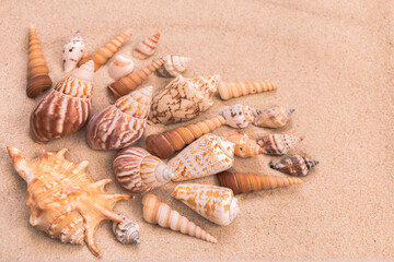 beautiful beige seashells on the sand, background for travel advertising, lettering, text, banner