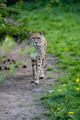 zbliżenie, spacerujący Gepard na wybiegu w zoo, w tle trawa i kwitnące żółte kwiaty mlecza,...