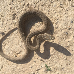 Closeup of a brown night snake with detailed patterns on its scales slithering in the desert