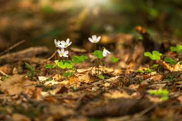 Portrait of fragile wood anemones between foliage on the forest ground in spring outdoors, Anemone nemorosa