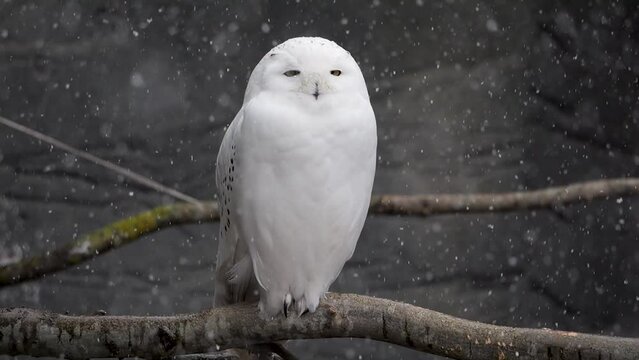 Slow Motion Of A Snow Owl In Snowy Weather Turning Away From Camera