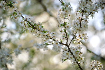 Twigs of cherry tree with white blossoming flowers in early spring