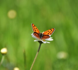 butterfly on a flower
