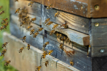 Bees flying towards the entrance of a beehive