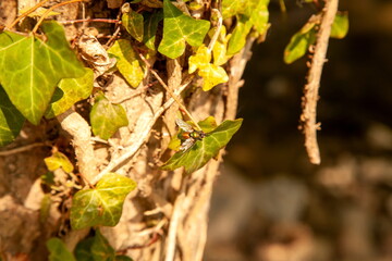 Glanzfliege auf Efeu