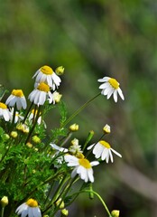 daisies in a field