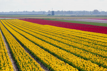 Selective focus rows of multicolor flowers field with blurred windmills as background, Tulips from a genus of spring-blooming perennial herbaceous bulbiferous geophytes, Tulip festival in Netherlands.