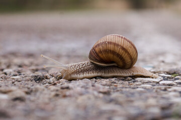 Big garden snail in shell crawling on the road