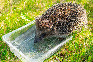 Little hedgehog drinks water from a container in garden.