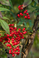 Berries of the Heavenly Bamboo (Nandina)